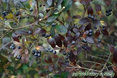 Ligustrum obtusifolium