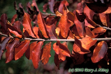 Ligustrum obtusifolium
