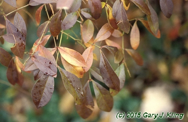 Ligustrum obtusifolium