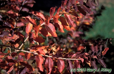 Ligustrum obtusifolium