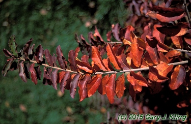 Ligustrum obtusifolium