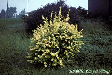 Ligustrum x vicaryi