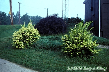 Ligustrum x vicaryi