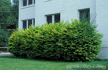 Ligustrum x vicaryi