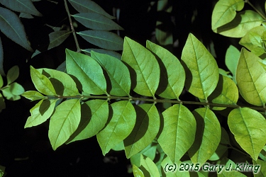 Ligustrum x vicaryi