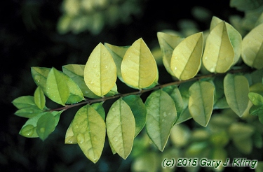 Ligustrum x vicaryi