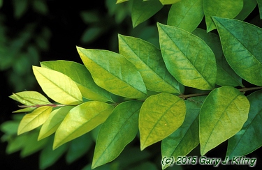 Ligustrum x vicaryi