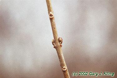 Ligustrum x vicaryi