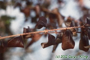 Ligustrum x vicaryi