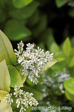 Ligustrum x vicaryi