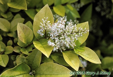 Ligustrum x vicaryi
