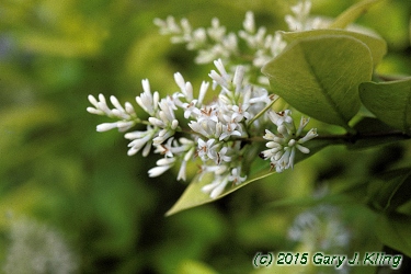 Ligustrum x vicaryi
