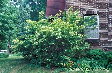 Ligustrum x vicaryi
