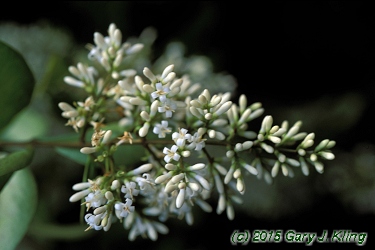 Ligustrum x vicaryi