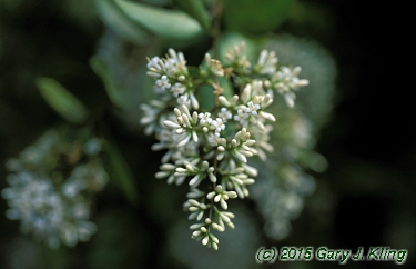 Ligustrum x vicaryi