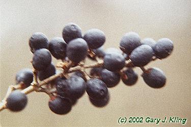 Ligustrum x vicaryi