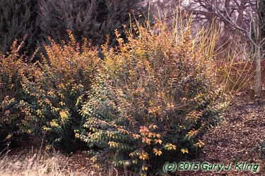 Ligustrum x vicaryi