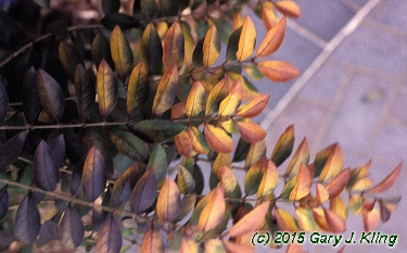 Ligustrum x vicaryi