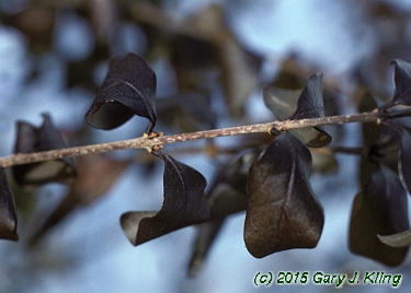 Ligustrum x vicaryi