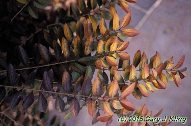 Ligustrum x vicaryi