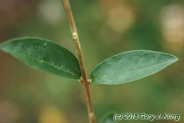 Ligustrum amurense