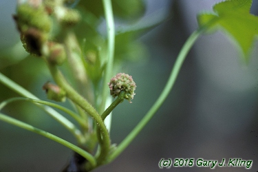 Liquidambar styraciflua
