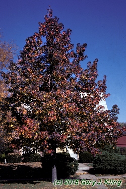 Liquidambar styraciflua