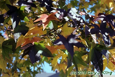 Liquidambar styraciflua