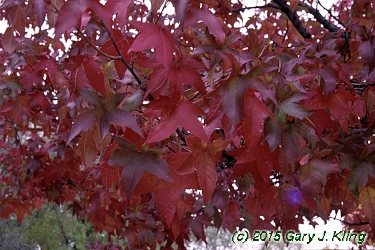 Liquidambar styraciflua