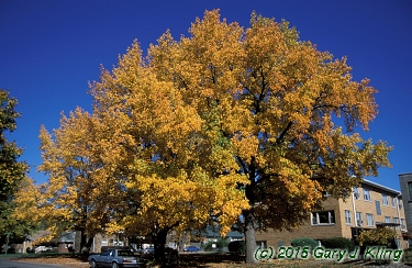Liquidambar styraciflua