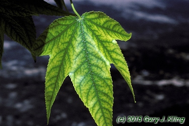 Liquidambar styraciflua