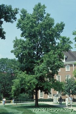 Liquidambar styraciflua