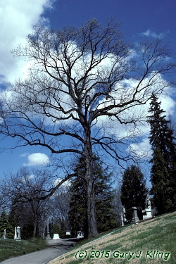 Liriodendron tulipifera