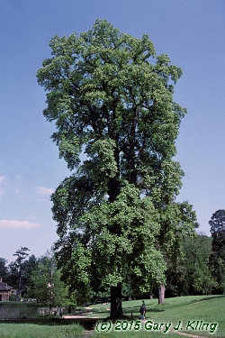 Liriodendron tulipifera