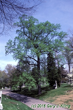 Liriodendron tulipifera