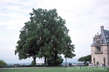Liriodendron tulipifera
