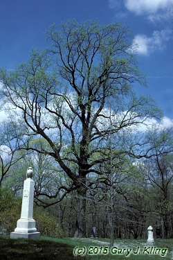 Liriodendron tulipifera