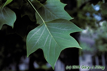 Liriodendron tulipifera