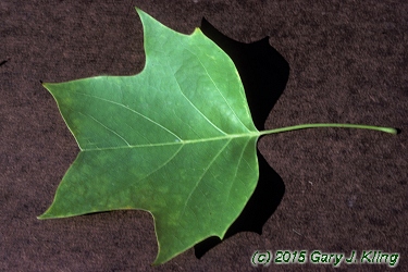 Liriodendron tulipifera