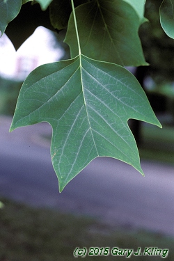 Liriodendron tulipifera