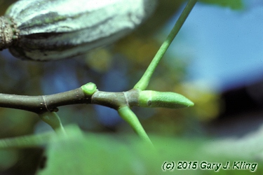 Liriodendron tulipifera