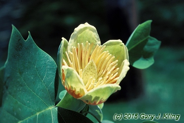 Liriodendron tulipifera
