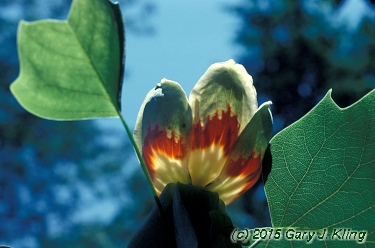 Liriodendron tulipifera