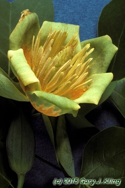 Liriodendron tulipifera