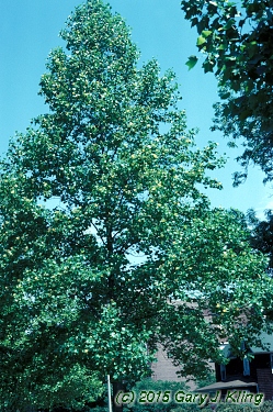 Liriodendron tulipifera