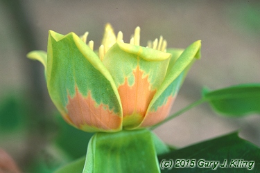 Liriodendron tulipifera