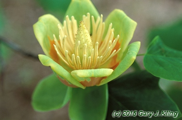 Liriodendron tulipifera