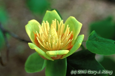 Liriodendron tulipifera