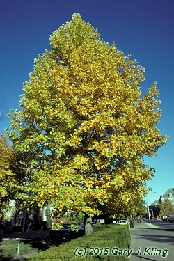 Liriodendron tulipifera