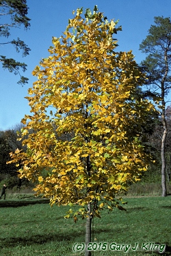 Liriodendron tulipifera